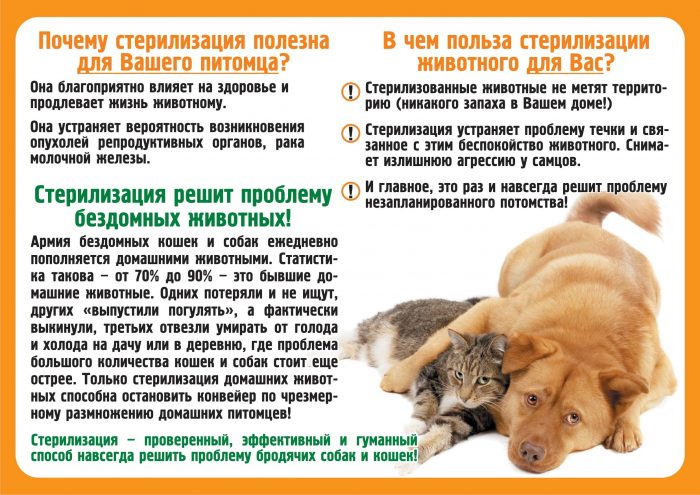 стерилизация собак